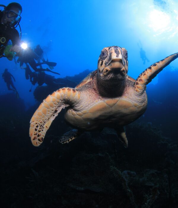 4 Tage Tauchen Hurghada